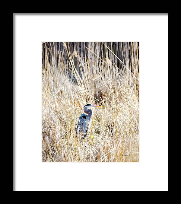 2d Framed Print featuring the photograph Great Blue Heron In Marsh Grass by Brian Wallace