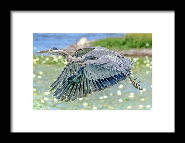 Blue Heron Framed Print featuring the photograph Great Blue Heron by Jerry Cahill