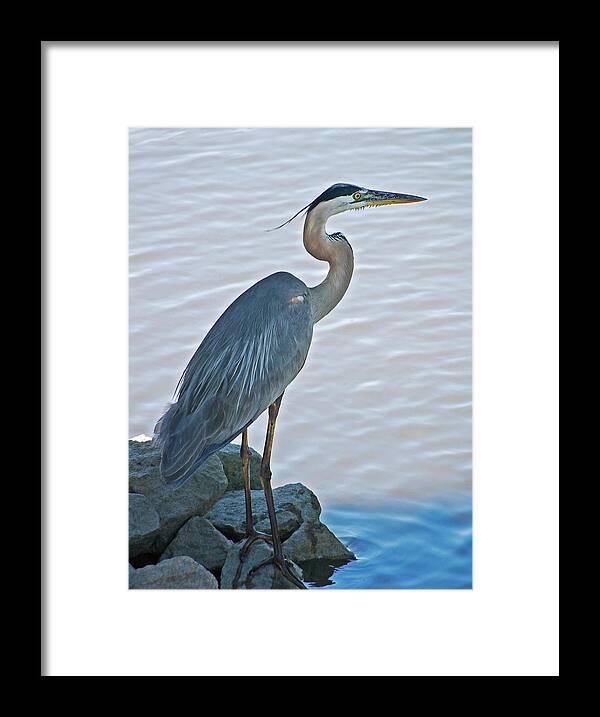 Great Blue Heron Framed Print featuring the photograph Great Blue Heron Portrait by Suzanne Gaff