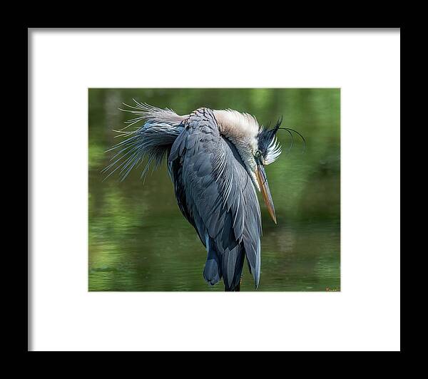 Nature Framed Print featuring the photograph Great Blue Heron Preening DMSB0155 by Gerry Gantt