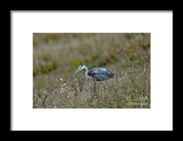 Great Blue Heron Framed Print featuring the photograph Great Blue Heron Searching for Lunch by Amazing Action Photo Video