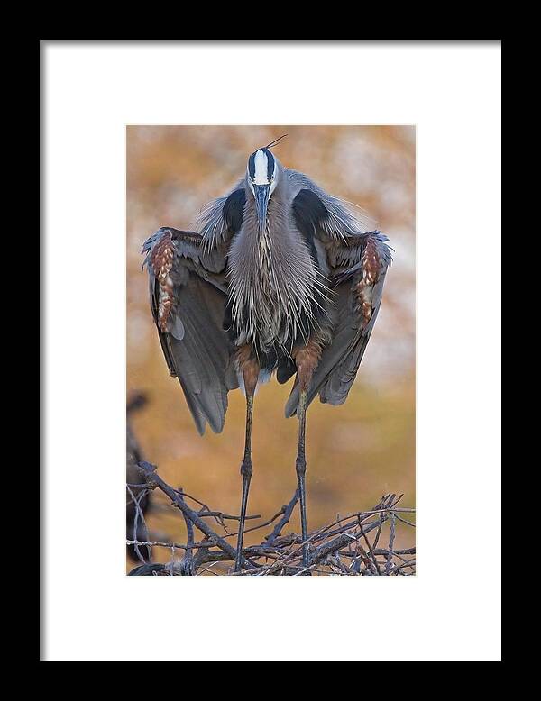 Ird Framed Print featuring the photograph Great Blue Heron by Steve DaPonte
