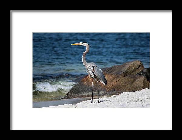 Great Framed Print featuring the photograph Great Blue Heron Striking a Pose by Beachtown Views