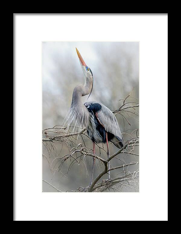 Great Blue Heron Framed Print featuring the photograph Great Blue by Jim Miller