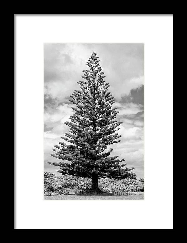 Great Ocean Road Framed Print featuring the photograph Great Christmas Tree 2 by Bob Phillips