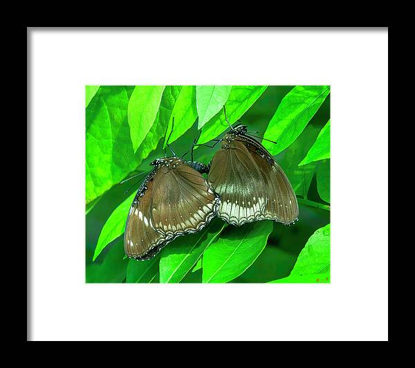 Nature Framed Print featuring the photograph Great Eggfly Butterflies DTHN0331 by Gerry Gantt