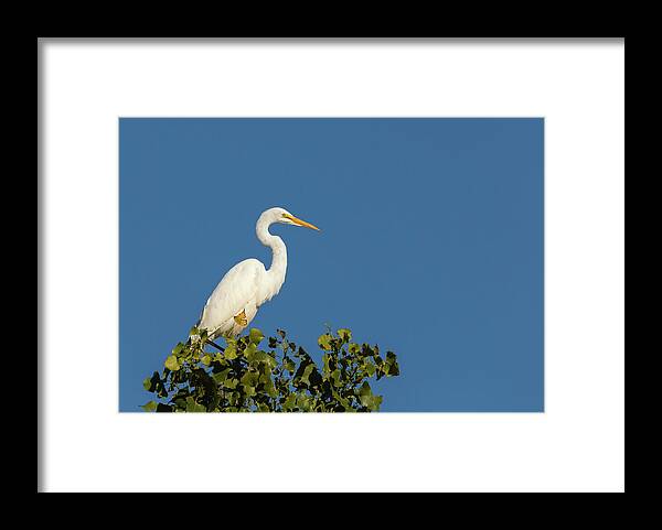 Great Egret Framed Print featuring the photograph Great Egret 2016-4 by Thomas Young