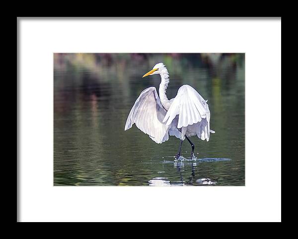 Great Egret Framed Print featuring the photograph Great Egret 7080-080320-2 by Tam Ryan