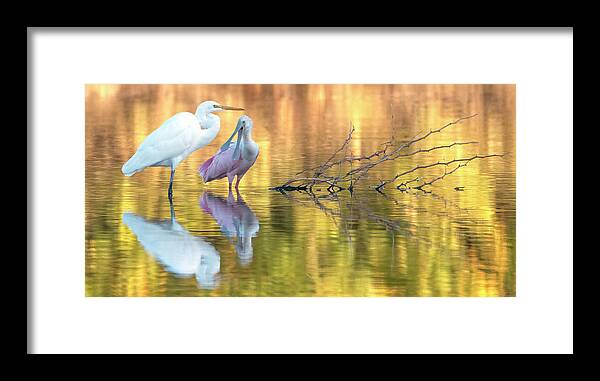 Great Egret Framed Print featuring the photograph Great Egret and Roseate Spoonbill 0912-110321-2 by Tam Ryan