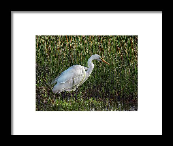 Wildlife Framed Print featuring the photograph Great Egret at Sunset by Laura Putman
