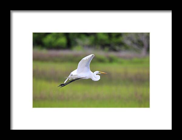 Great Egret Framed Print featuring the photograph Great Egret In Flight by Scott Burd