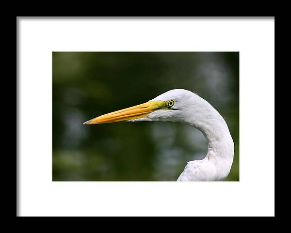 Bird Framed Print featuring the photograph Great Egret by Kristin Elmquist