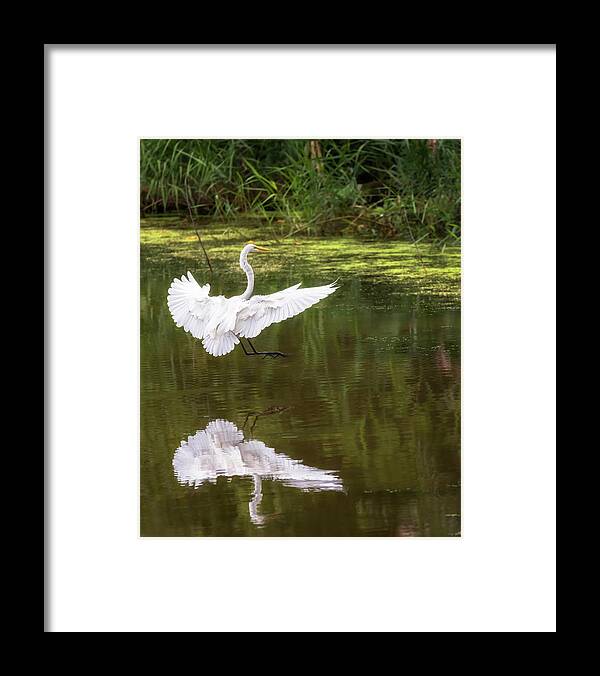 Bird Framed Print featuring the photograph Great Egret Landing - Crab Orchard Lake by Susan Rissi Tregoning