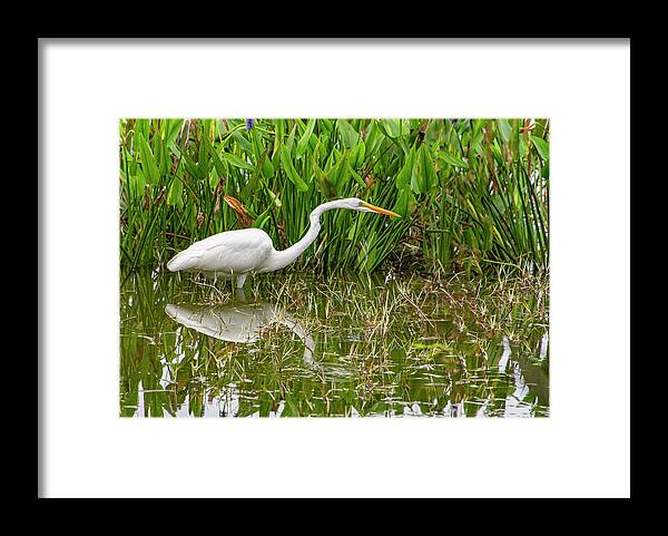 Florida Framed Print featuring the photograph Great Egret on the Hunt by Gordon Ripley