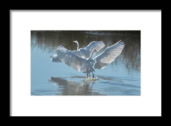 Great Egrets Framed Print featuring the photograph Great Egrets 4003-020523-2 by Tam Ryan