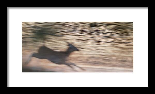 Deer Framed Print featuring the photograph Great Escape by Puttaswamy Ravishankar