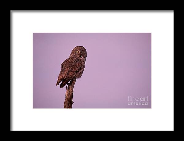 Owl Framed Print featuring the photograph Great Gray Owl at Sunset by Bret Barton