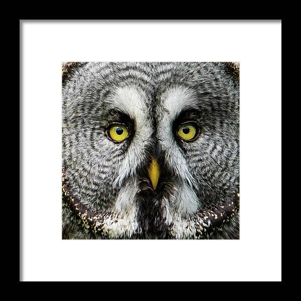 Great Grey's Face Closeup Square Framed Print featuring the photograph Great Grey's Face by Torbjorn Swenelius