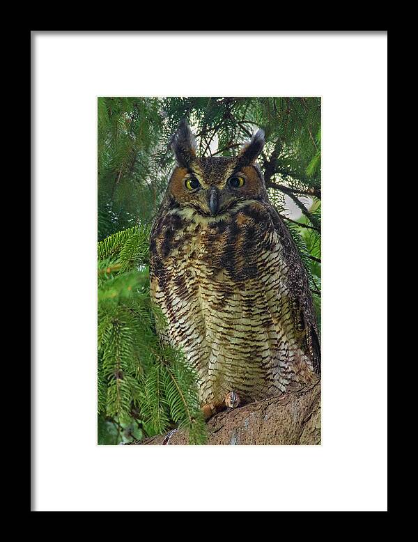 Owl Framed Print featuring the photograph Great Horned Owl by Timothy McIntyre