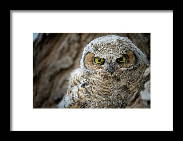 Owl Framed Print featuring the photograph Great Horned Owlet by Wesley Aston