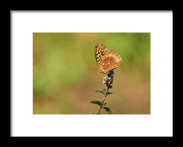 Great Spangled Fritillary Framed Print featuring the photograph Great Spangled Fritillary 2013-1 by Thomas Young