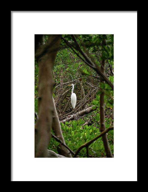 Florida Framed Print featuring the photograph Great White Heron #1 by Marian Tagliarino