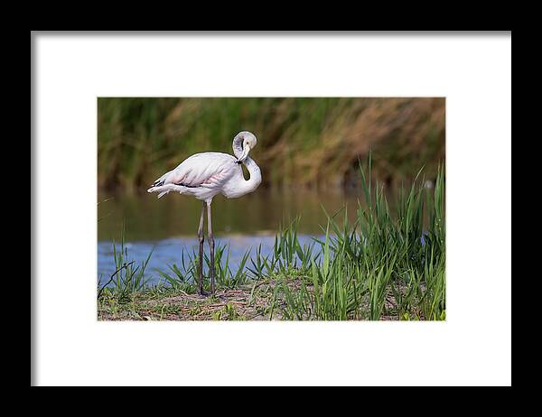 Animal Framed Print featuring the photograph Greater flamingo juvenile - Phoenicopterus roseus by Jivko Nakev