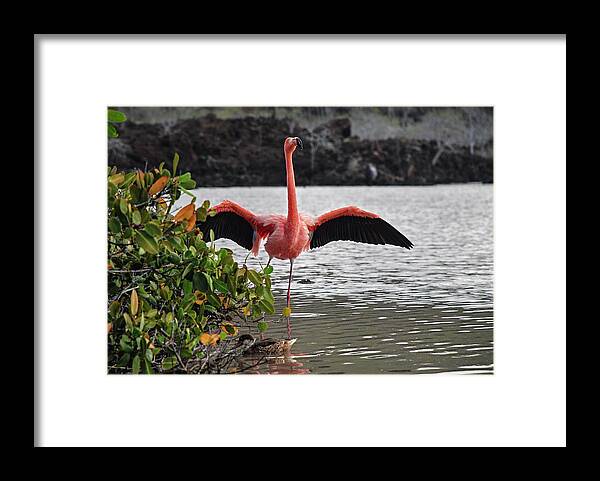 American Flamingo Framed Print featuring the photograph Greater Flamingo or American Flamingo - Galapagos by Henri Leduc