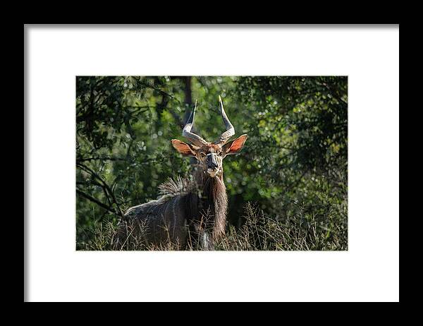  Framed Print featuring the photograph Greater Kudu by Jermaine Beckley
