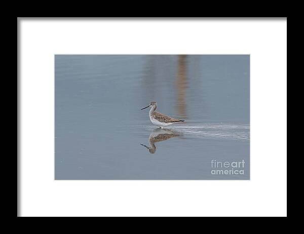 Greater Yellowlegs Framed Print featuring the photograph Greater Yellowlegs on a Gray Spring Day by Nancy Gleason