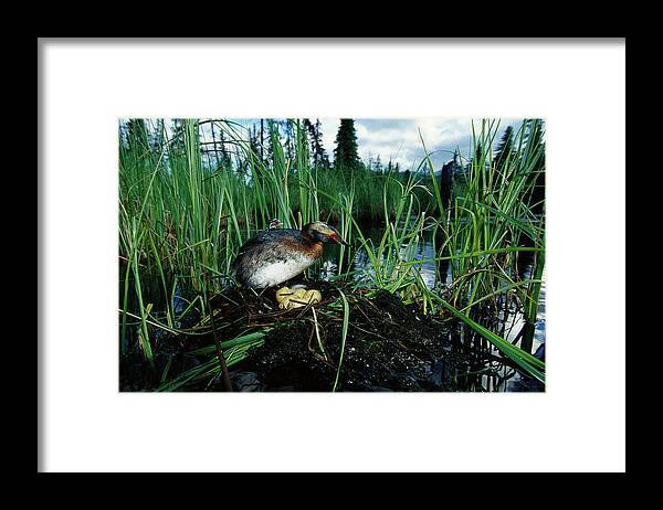 00160965 Framed Print featuring the photograph Grebe with Chick Tending Eggs by Michael Quinton