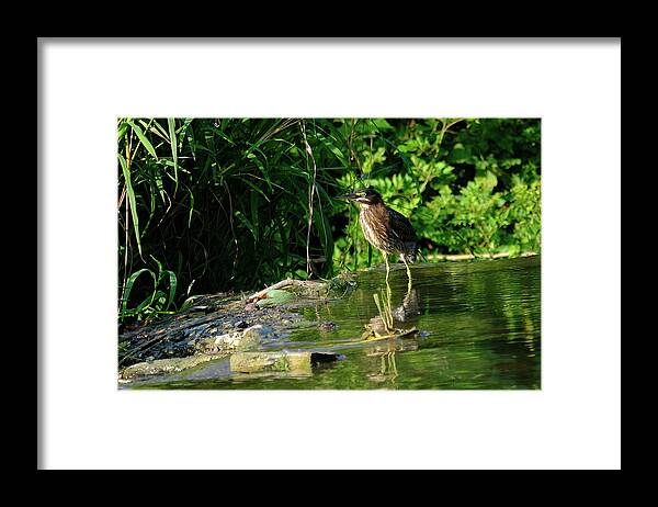 Birds Framed Print featuring the photograph Greem Heron 2 by Eric Hafner