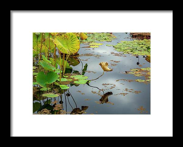 Pond Plants Framed Print featuring the photograph Green and Gold Pond Plants by Cate Franklyn