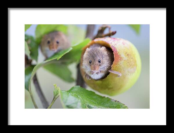 Apple Framed Print featuring the photograph Green apple mouse by Erika Valkovicova