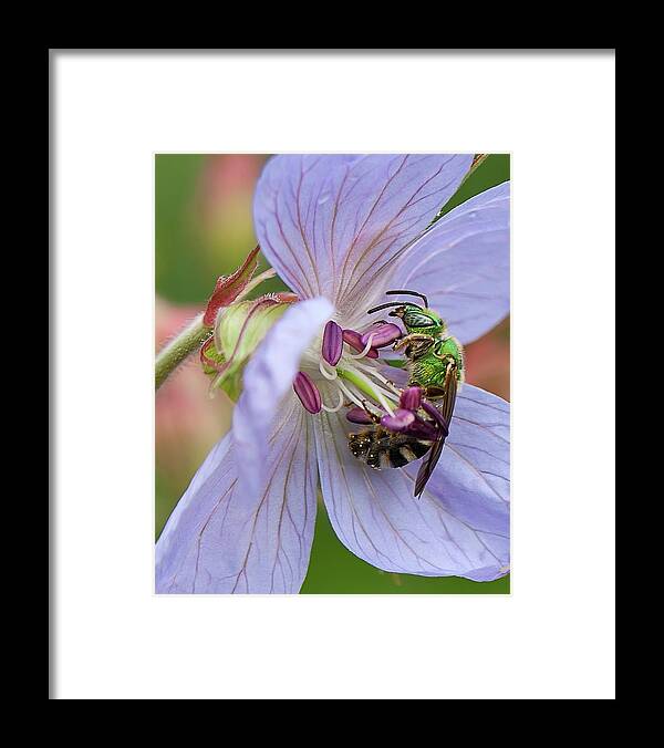 Green Bee Framed Print featuring the photograph Green bee by Tatiana Travelways