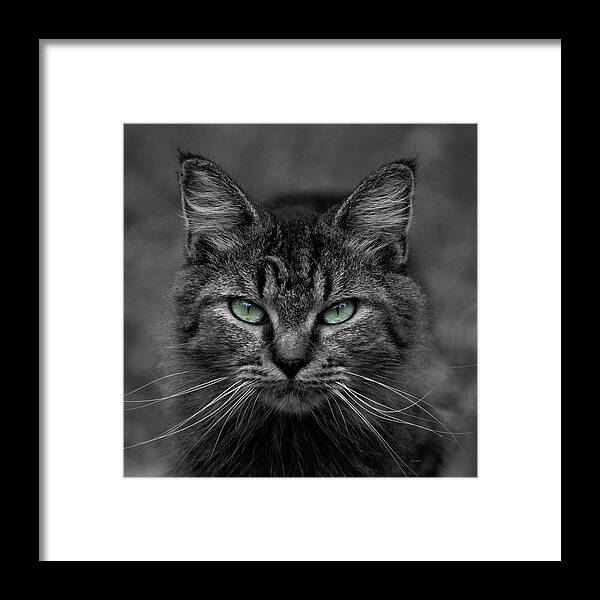 Cat Framed Print featuring the photograph Green eyed Feral cat by Cathy Harper