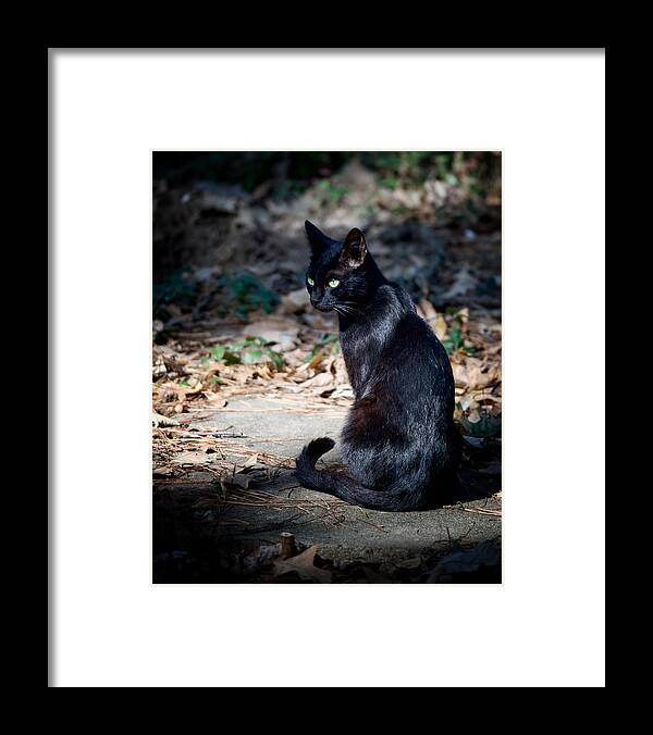 Cat Framed Print featuring the photograph Green Eyes by DArcy Evans