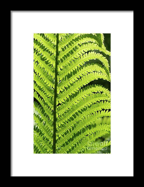 Fern Framed Print featuring the photograph Green fern leaf and sunlight in the forest by Adriana Mueller