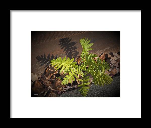 Wood Framed Print featuring the photograph Green Fern by Richard Thomas
