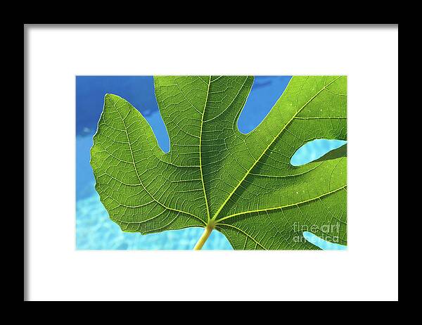 Fig Leaf Framed Print featuring the photograph Green fig leaf and blue water by Adriana Mueller