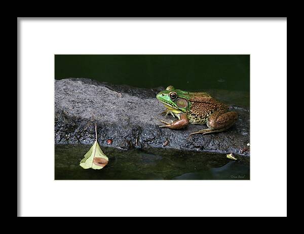 Frogs Framed Print featuring the photograph Green Frog on the Rock by Trina Ansel