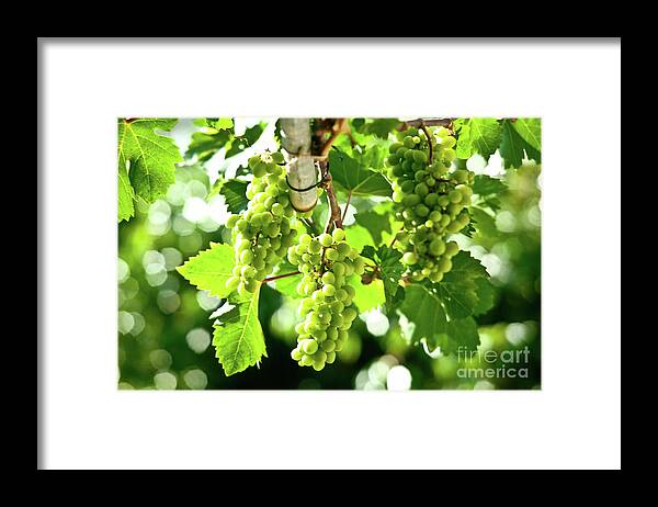 Grape Framed Print featuring the photograph Green Grapes by Rich S