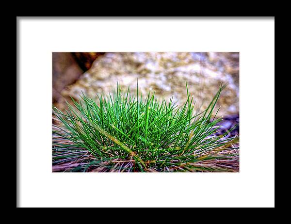New Hampshire Framed Print featuring the photograph Green Grass by Jeff Sinon