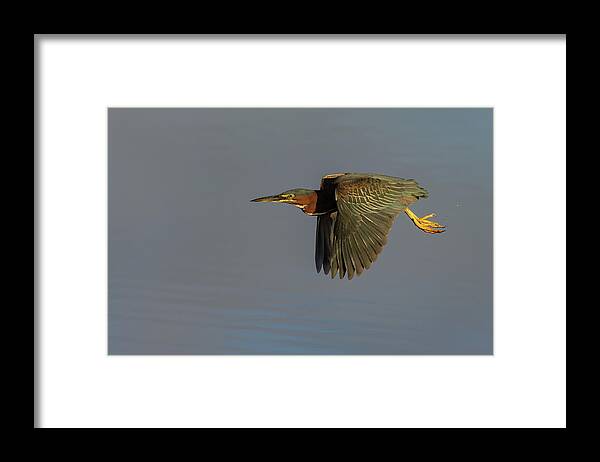 Green Heron Framed Print featuring the photograph Green Heron Flight by RD Allen