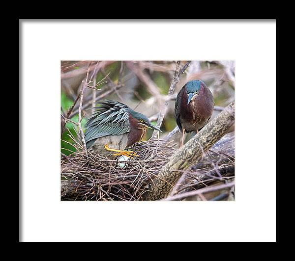 Green Herons Framed Print featuring the photograph Green Heron Nesting by Jaki Miller