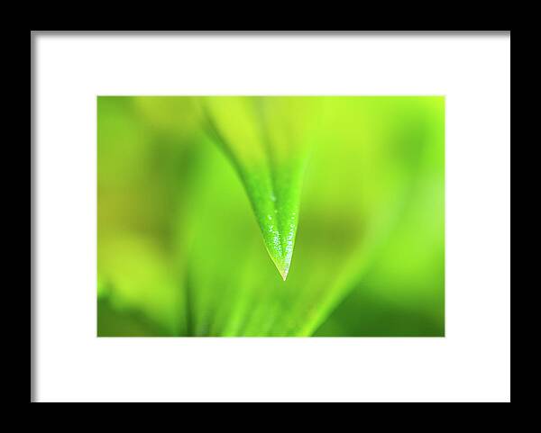 Green Framed Print featuring the photograph Green Leaf Macro by Amelia Pearn