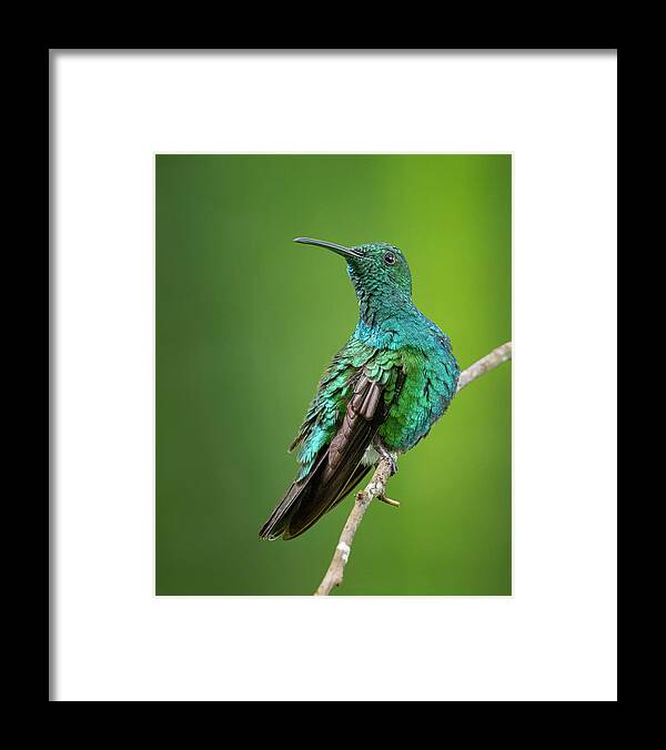 Hummingbird Framed Print featuring the photograph Green Mango Hummingbird by Denise Saldana