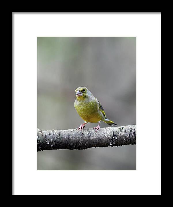 Carduelis Chloris Framed Print featuring the photograph Green on a gray day. European greenfinch by Jouko Lehto