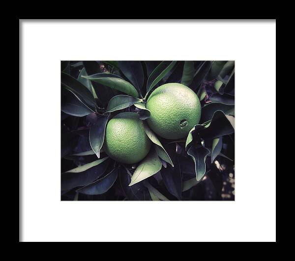 Oranges Framed Print featuring the photograph Green Oranges by Lupen Grainne