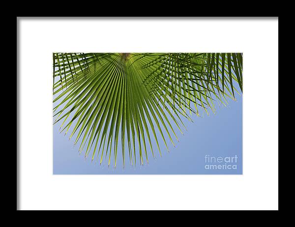 Palm Leaf Framed Print featuring the photograph Green palm leaf and blue sky, summer season by Adriana Mueller